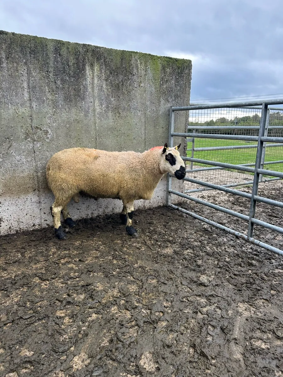 🌟 super kerryhill ram 🌟 - Image 4