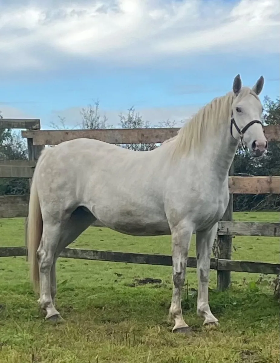 4YO RID Filly - Image 1