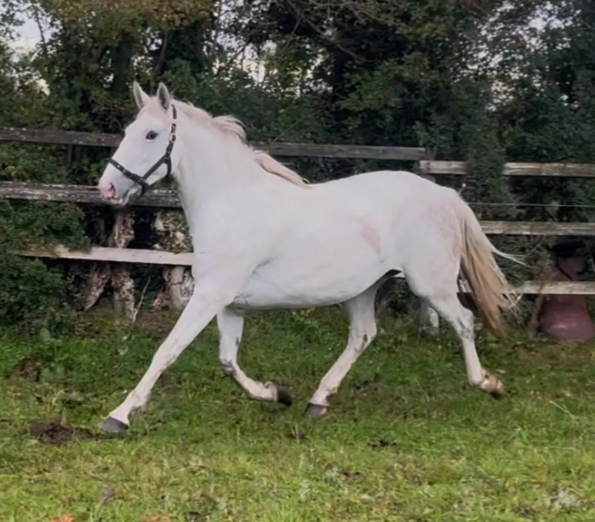 4YO RID Filly - Image 2