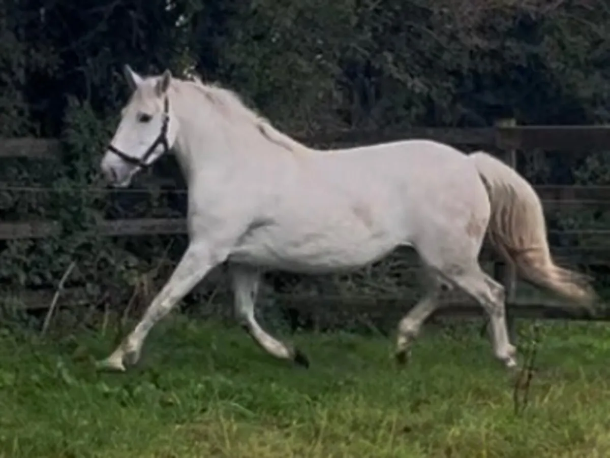 4YO RID Filly - Image 3