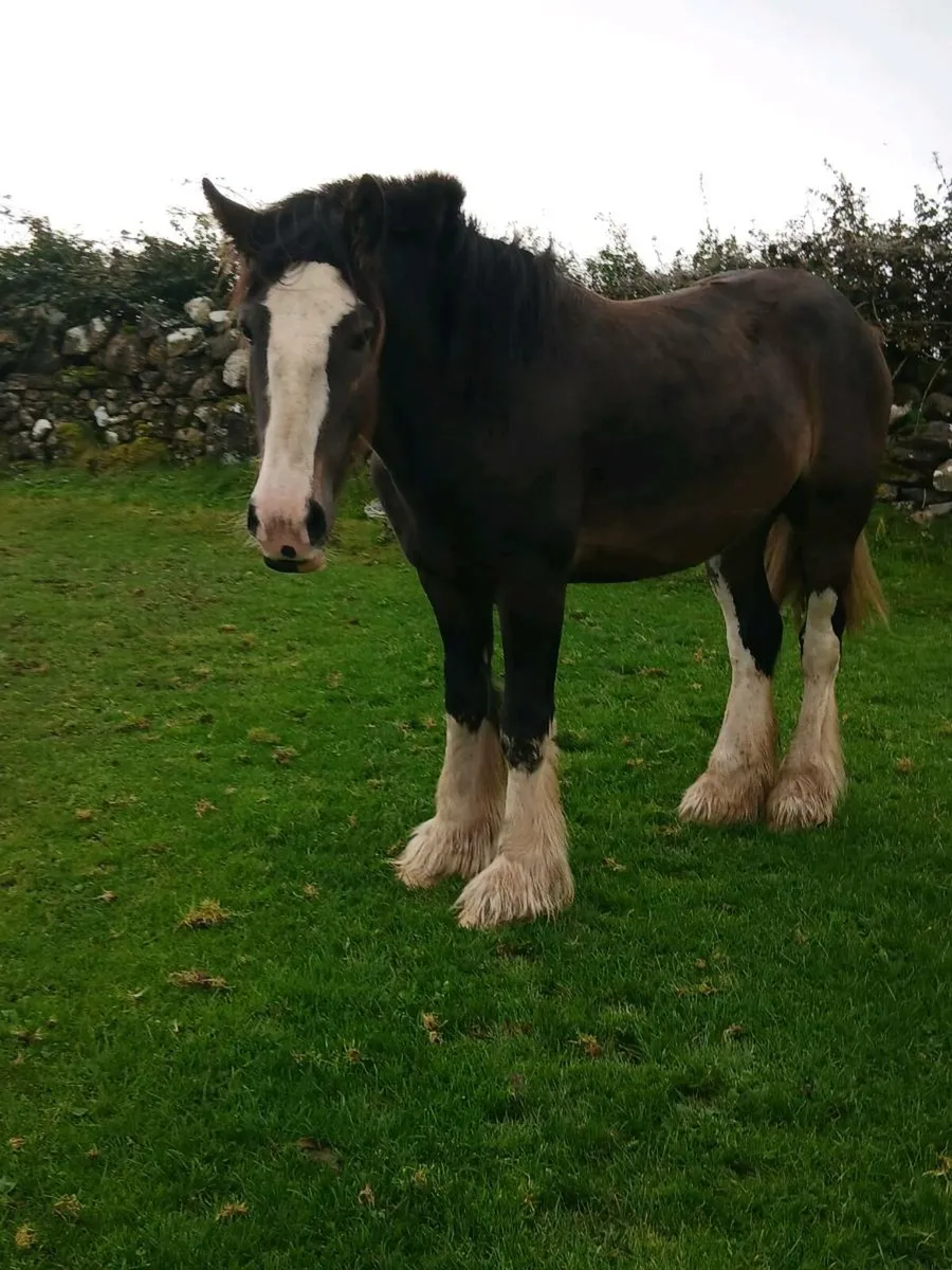 3 Yr Old Gelding - Image 1