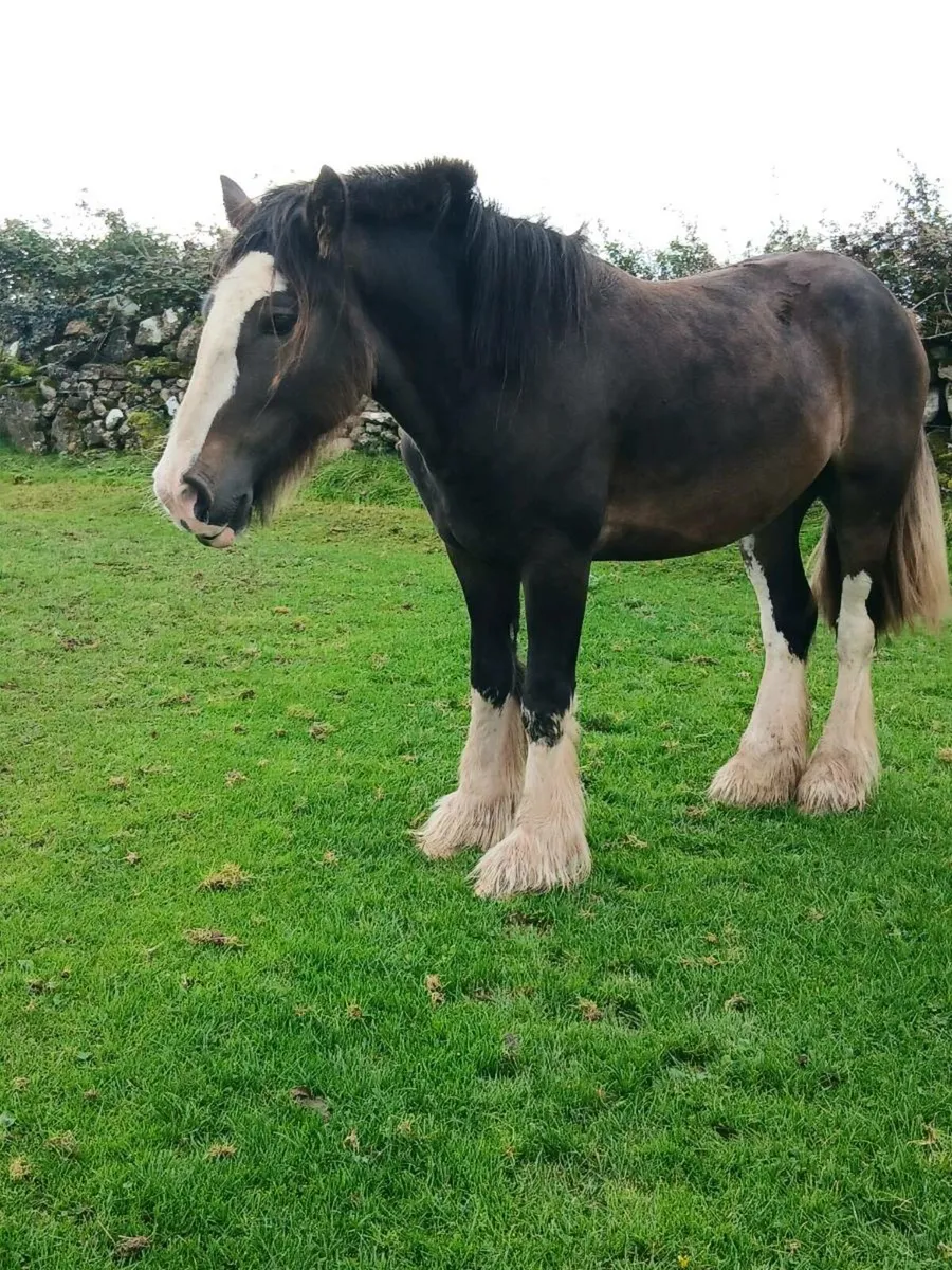 3 Yr Old Gelding - Image 2