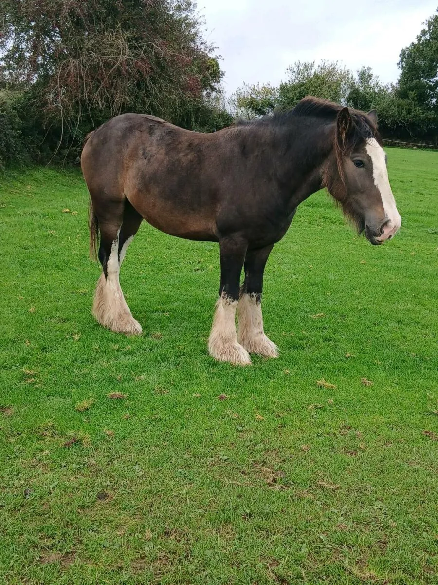 3 Yr Old Gelding - Image 3