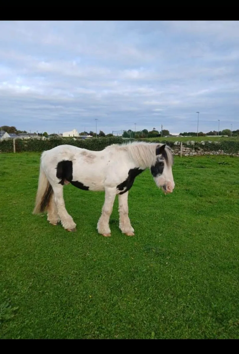 2 School ponies for sale - Image 1
