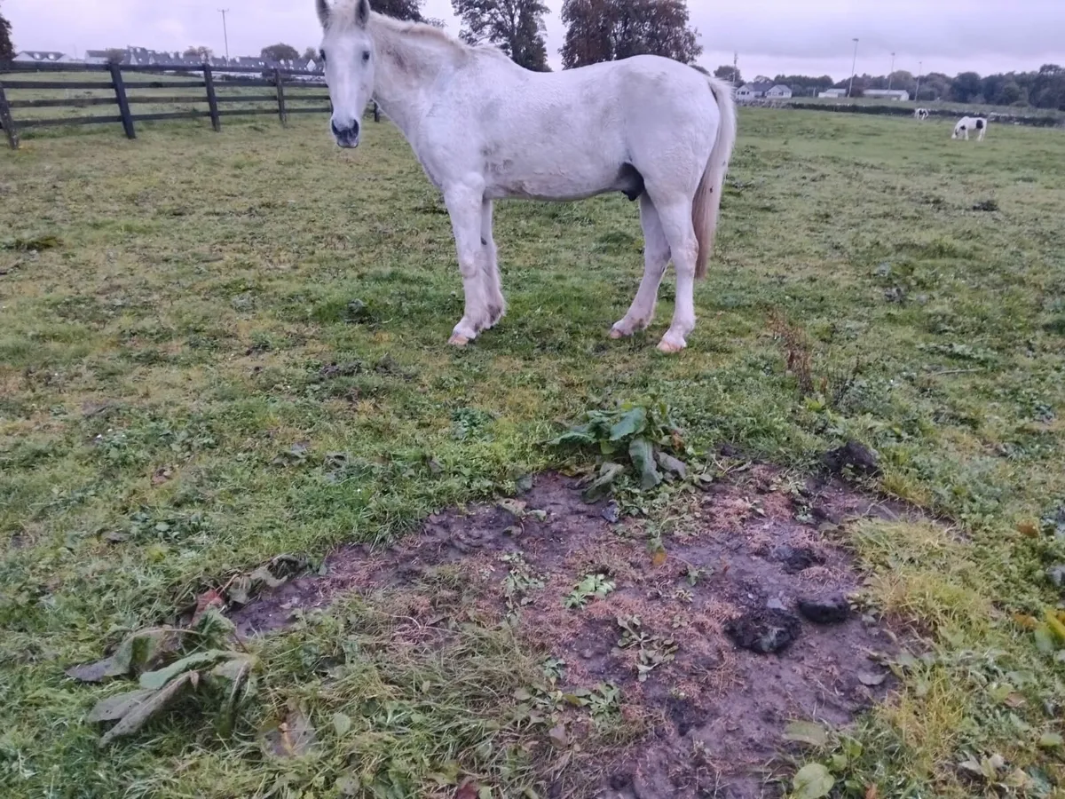 2 School ponies for sale - Image 2