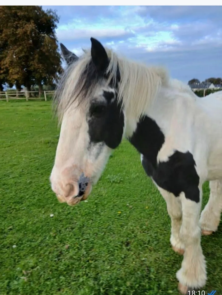 2 School ponies for sale - Image 3