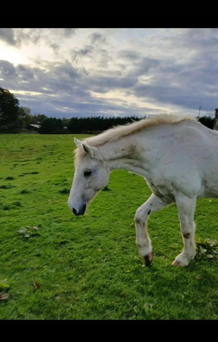 2 School ponies for sale - Image 4