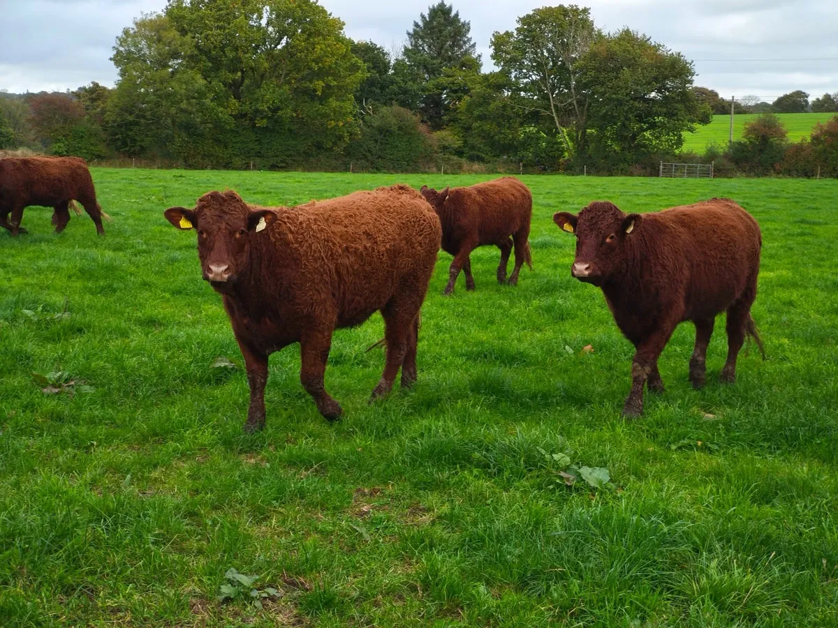 Pedigree Registered Saler Heifers - Image 2