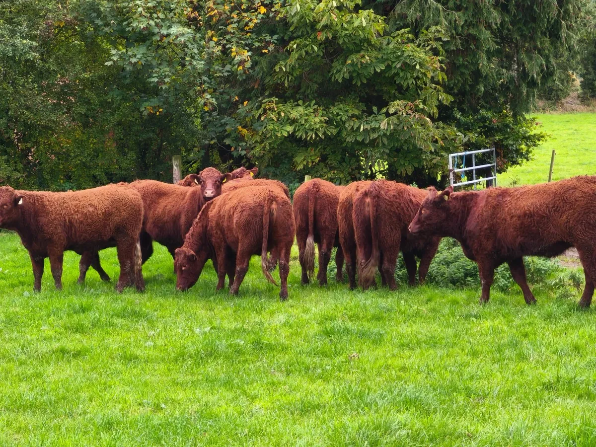Pedigree Registered Saler Heifers - Image 3
