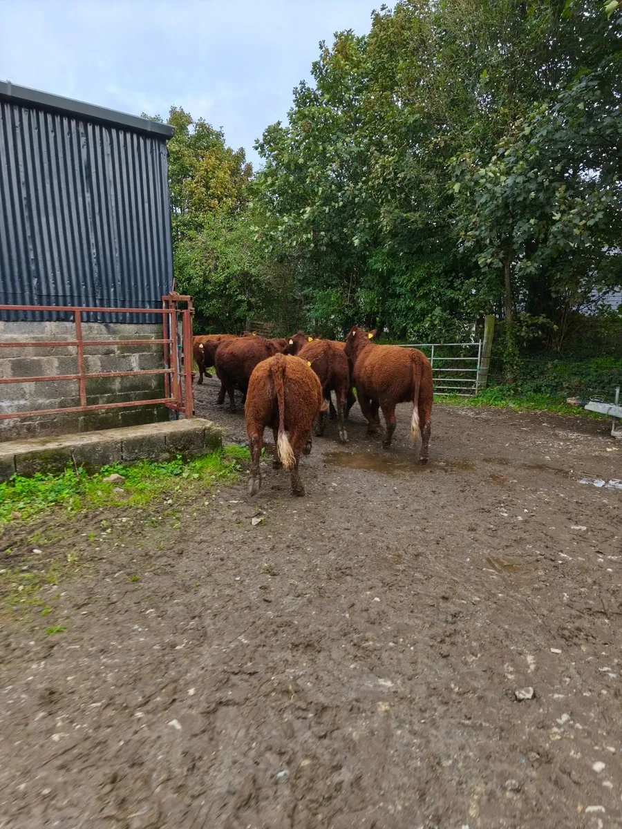 Pedigree Registered Saler Heifers - Image 4