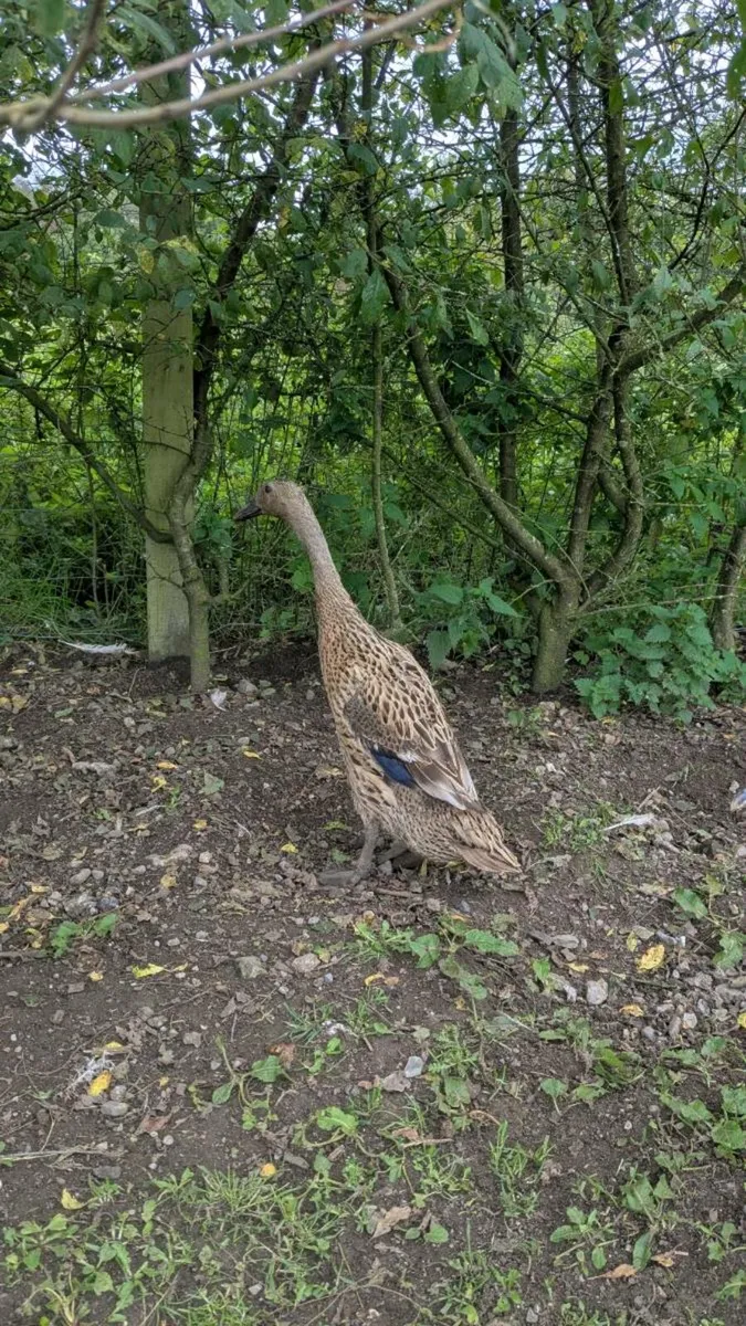 Indian runner duck - Image 2