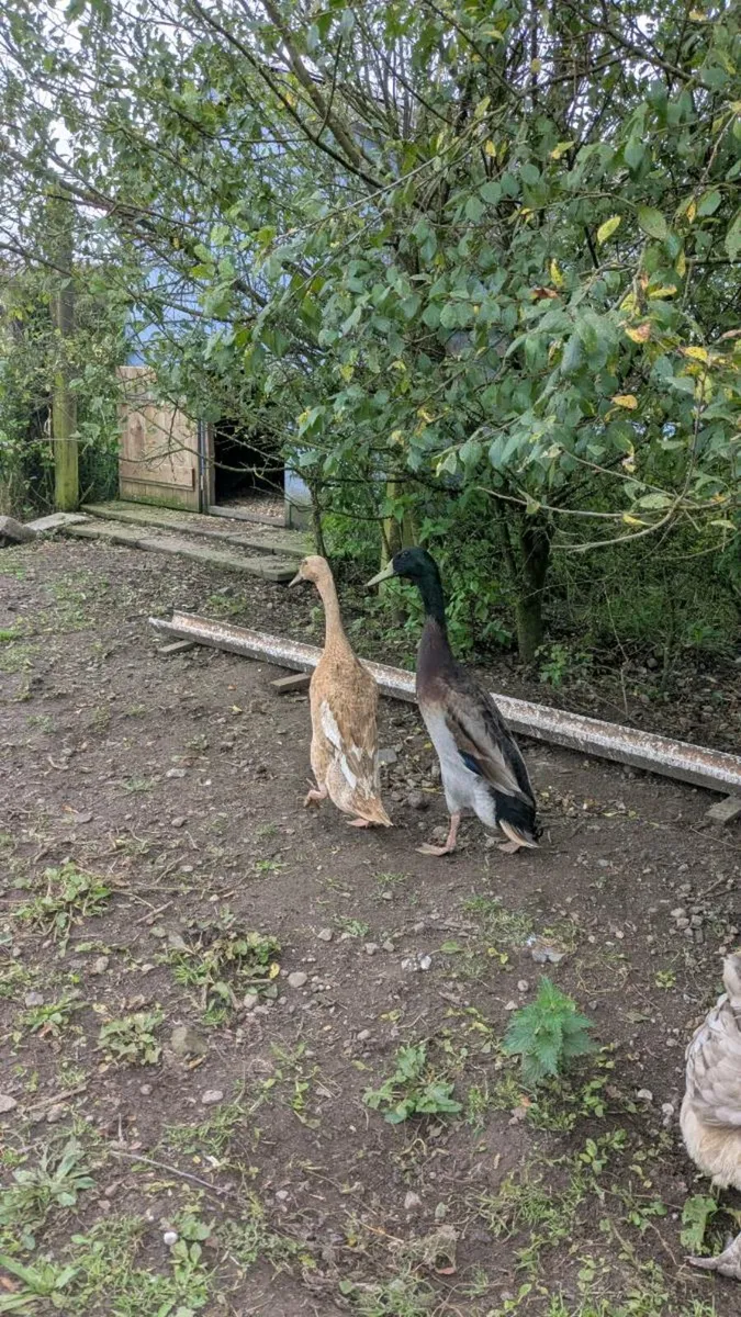 Indian runner duck - Image 1