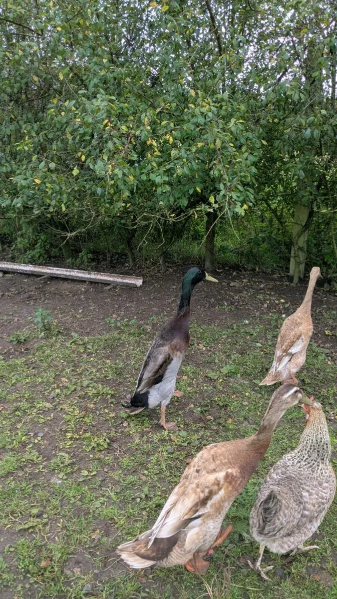 Indian runner duck - Image 3