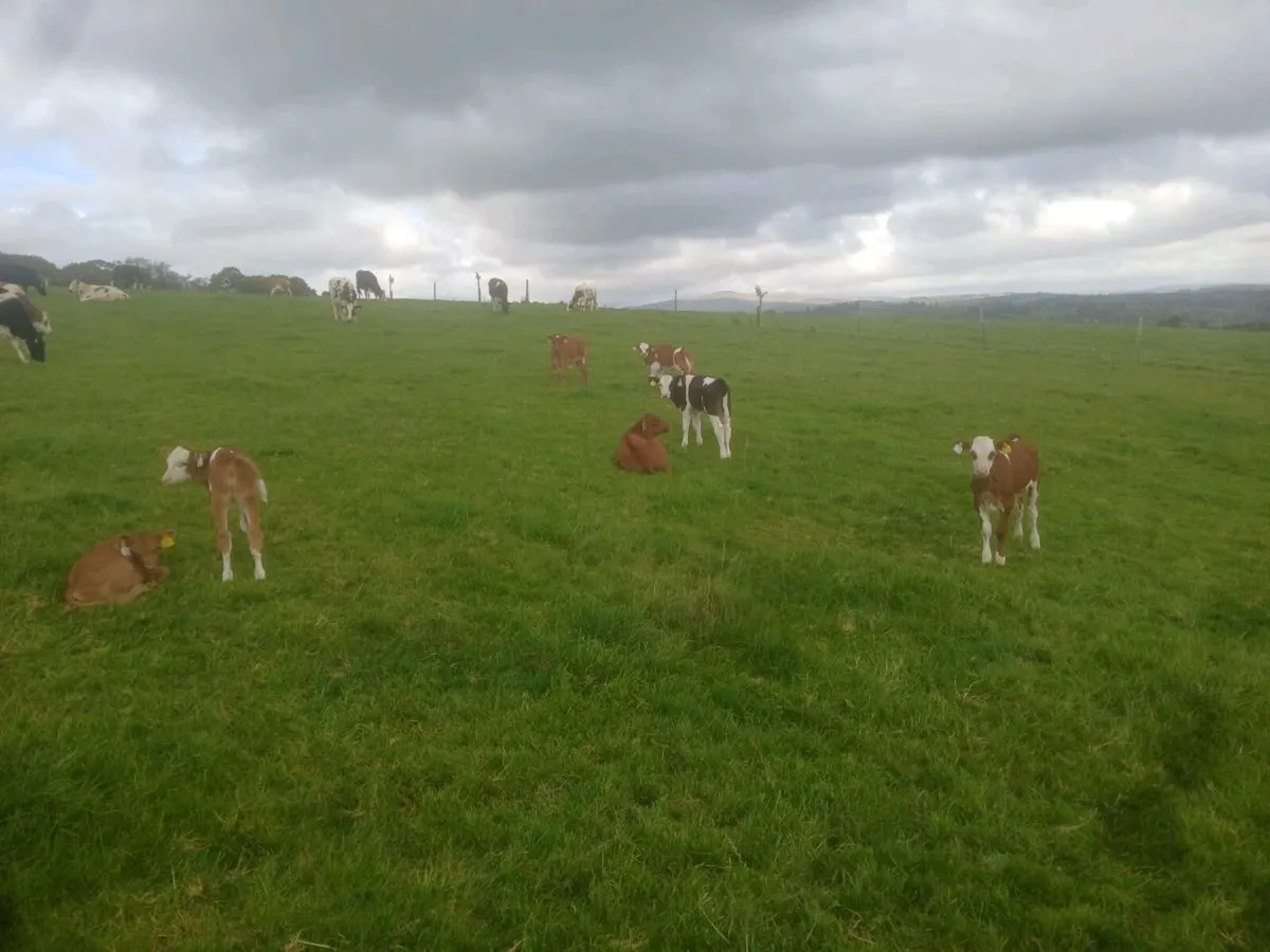 Organic Runners for sale