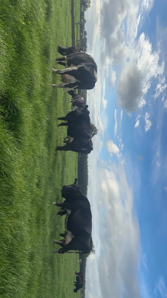 Empty/late calving cows - Image 2
