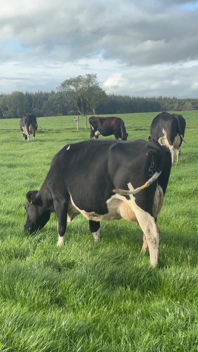 Empty/late calving cows - Image 1