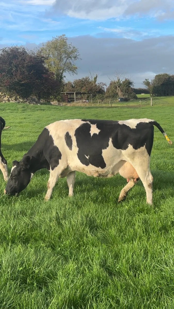 Empty/late calving cows - Image 3