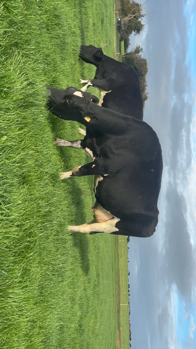 Empty/late calving cows - Image 4