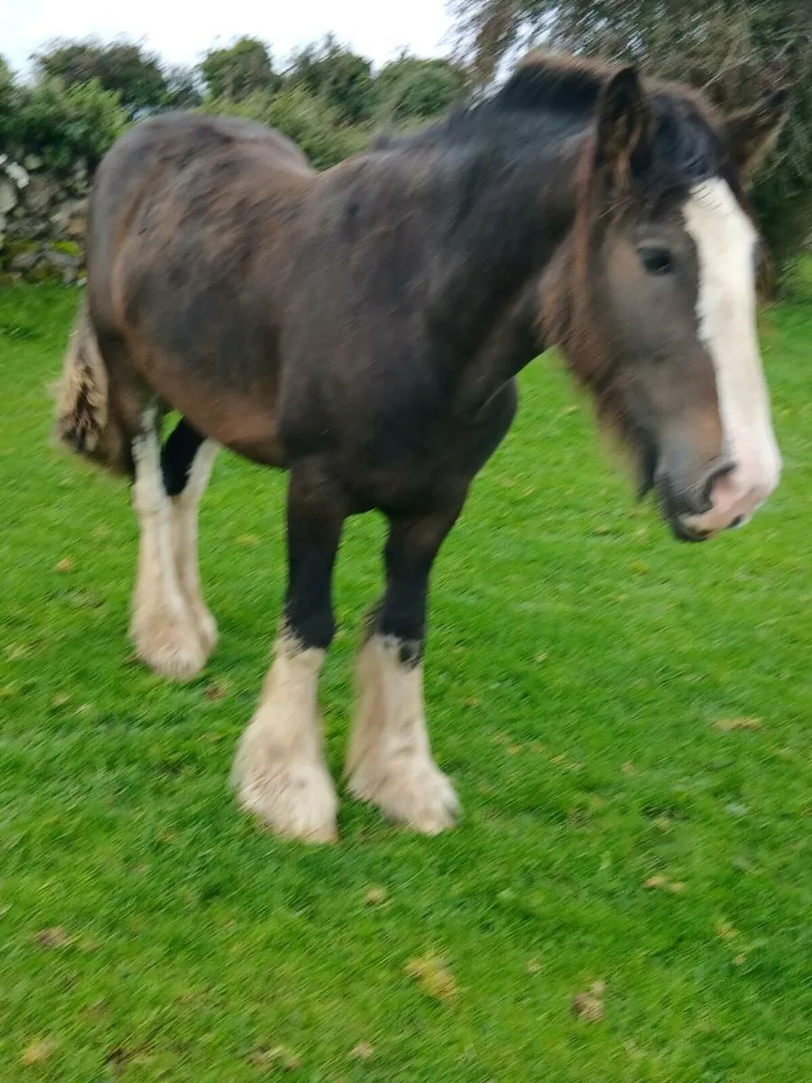 3 Yr Old Gelding - Image 4
