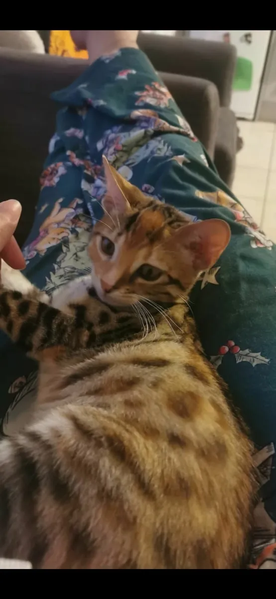 1x female mixed bengal kitten - Image 1