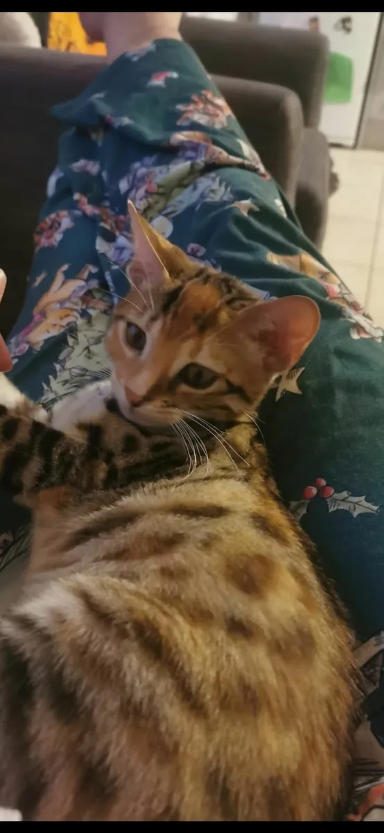 1x female mixed bengal kitten - Image 2