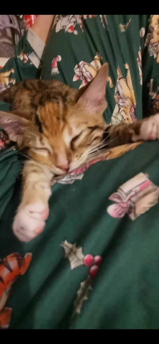 1x female mixed bengal kitten - Image 3