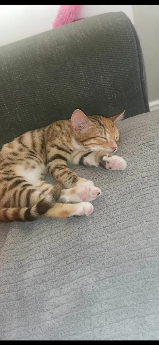 1x female mixed bengal kitten - Image 4