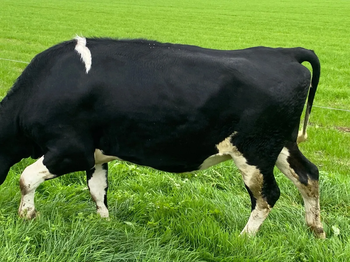 In calf heifers/ Calved heifers - Image 3