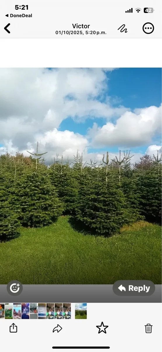 Christmas Trees