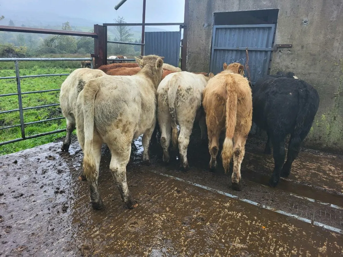 8 heifers - Image 1