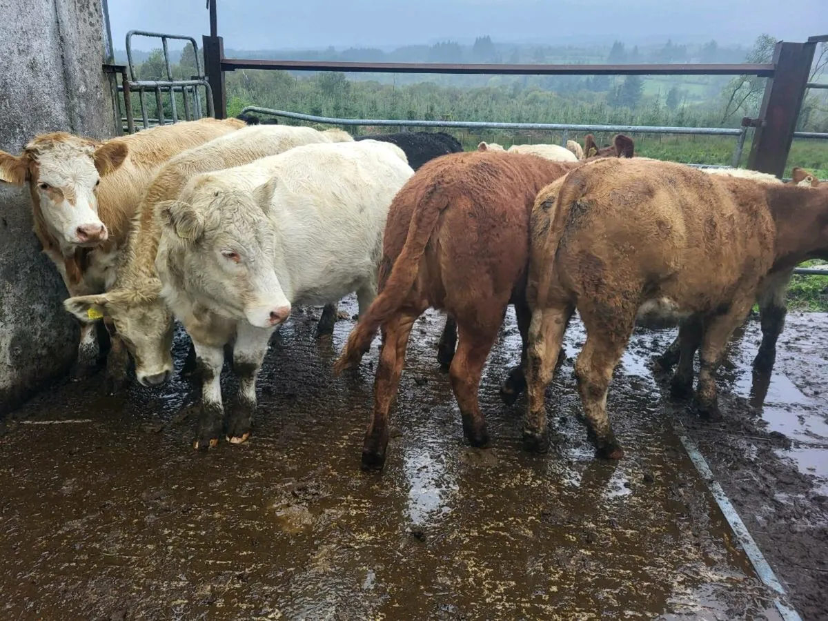 8 heifers - Image 2