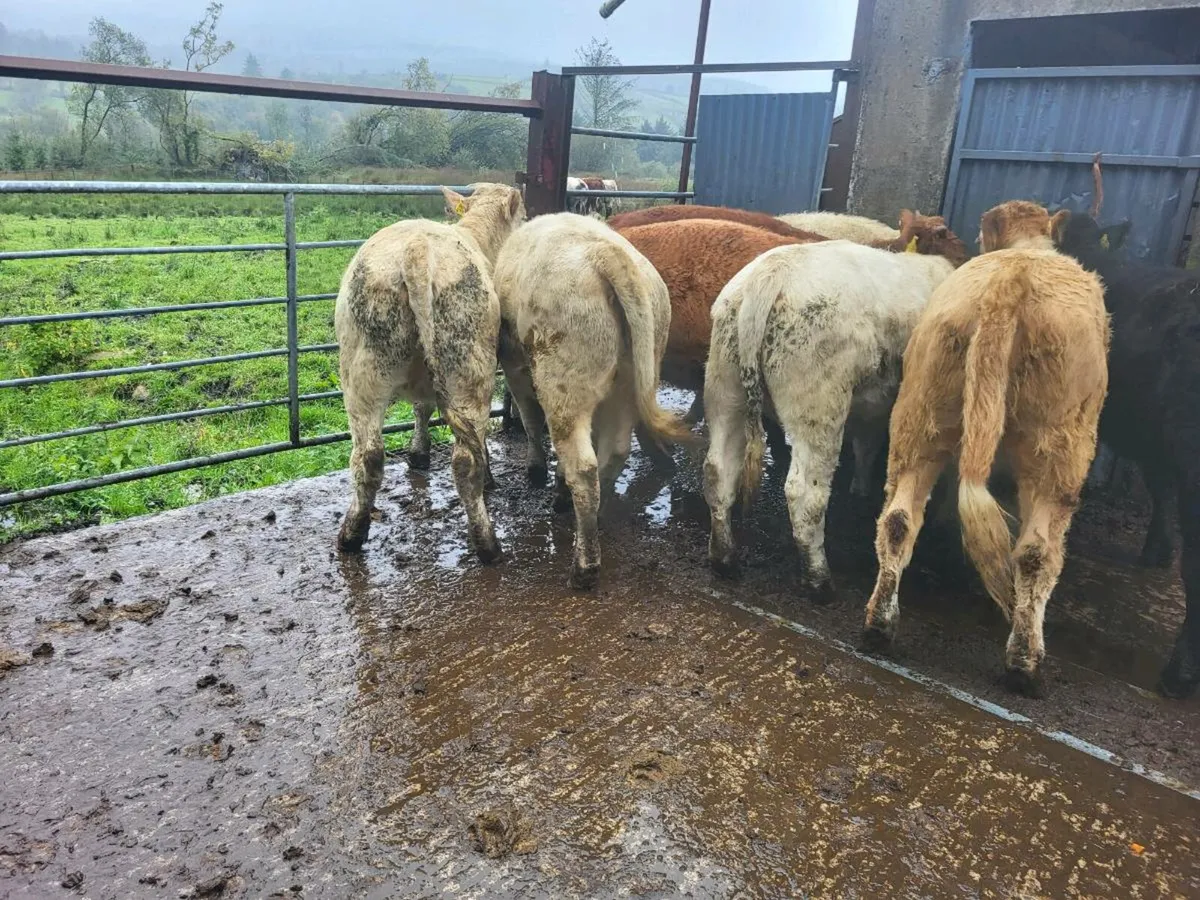 8 heifers - Image 3