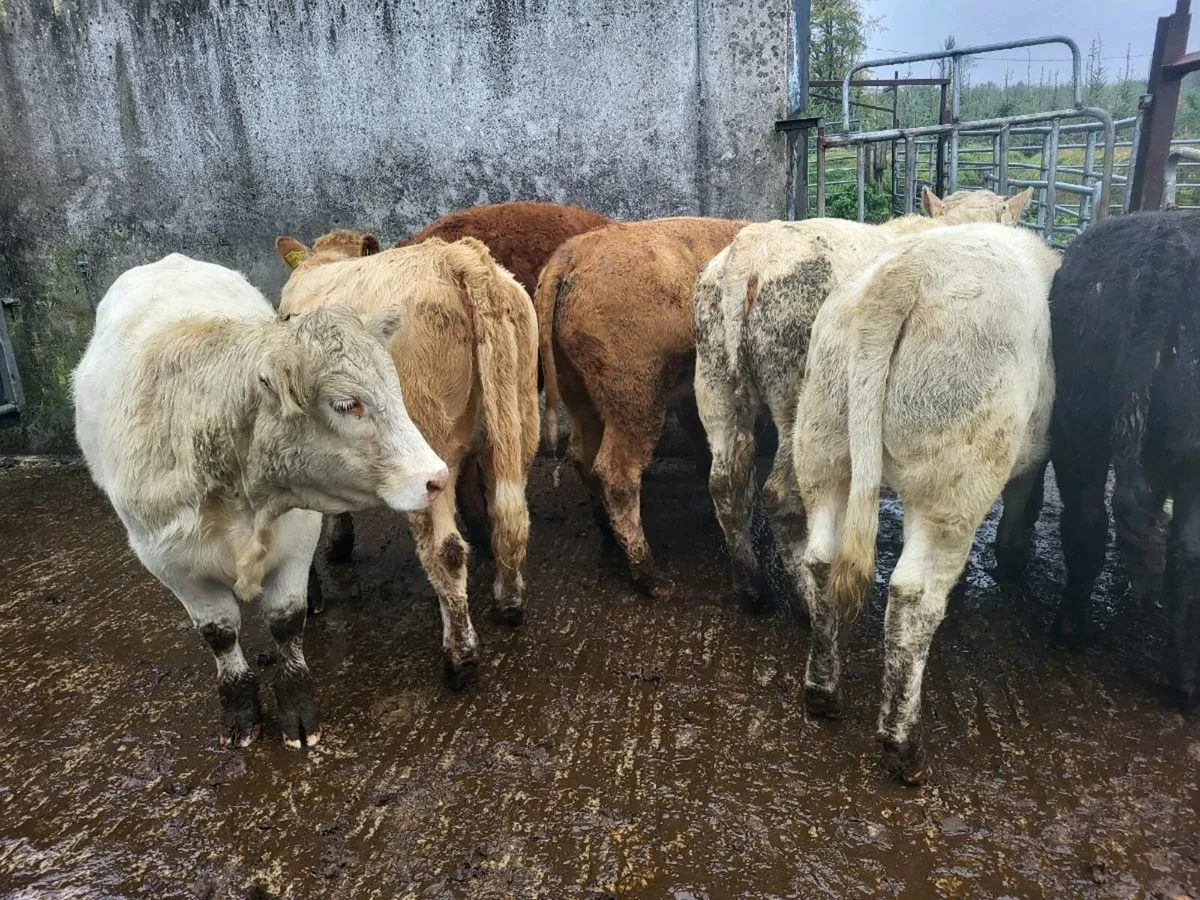 8 heifers - Image 4