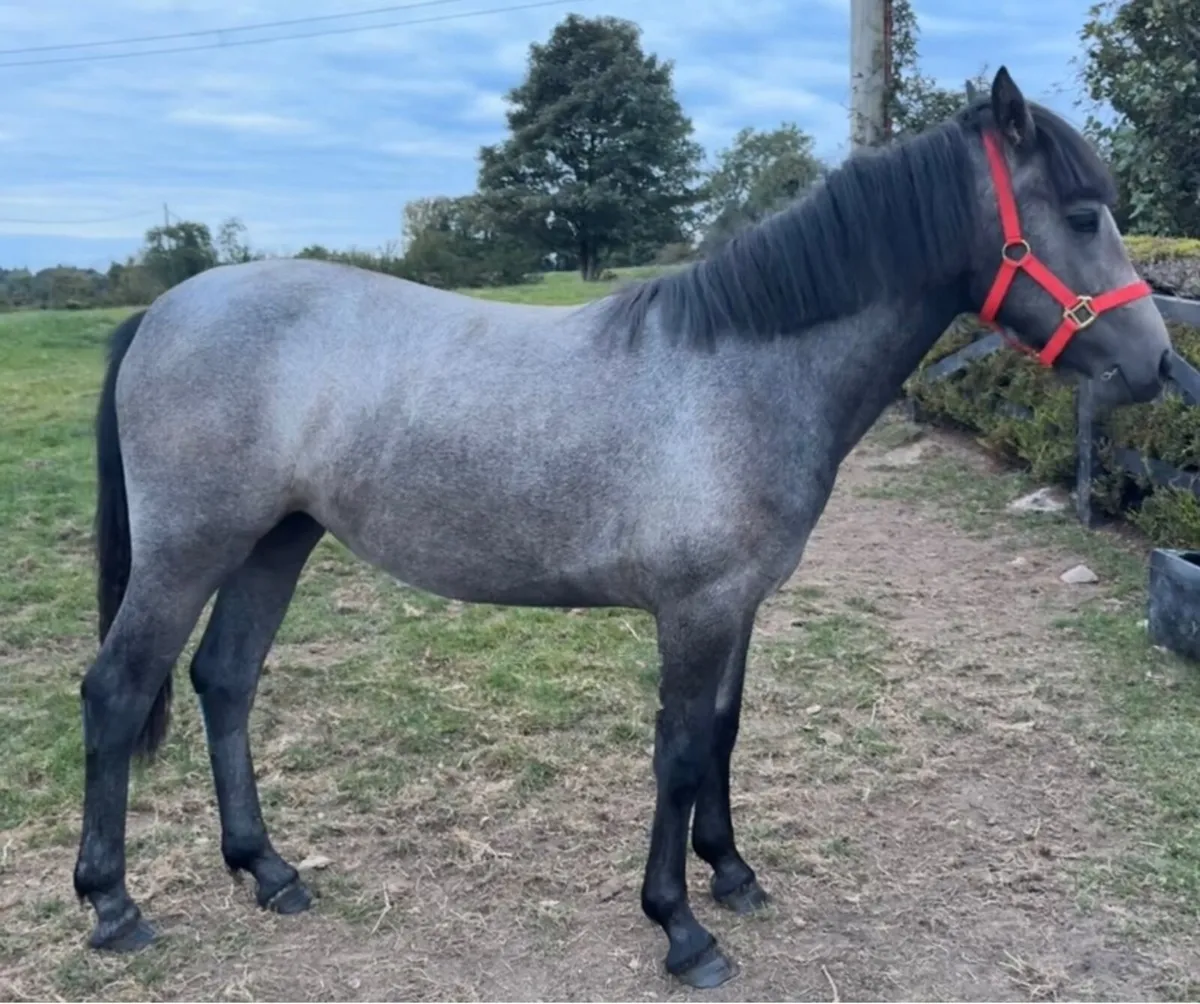 Registered Connemara Filly