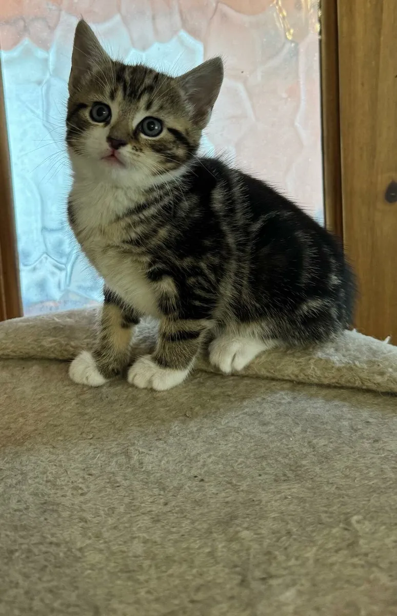 Kitten - Image 1