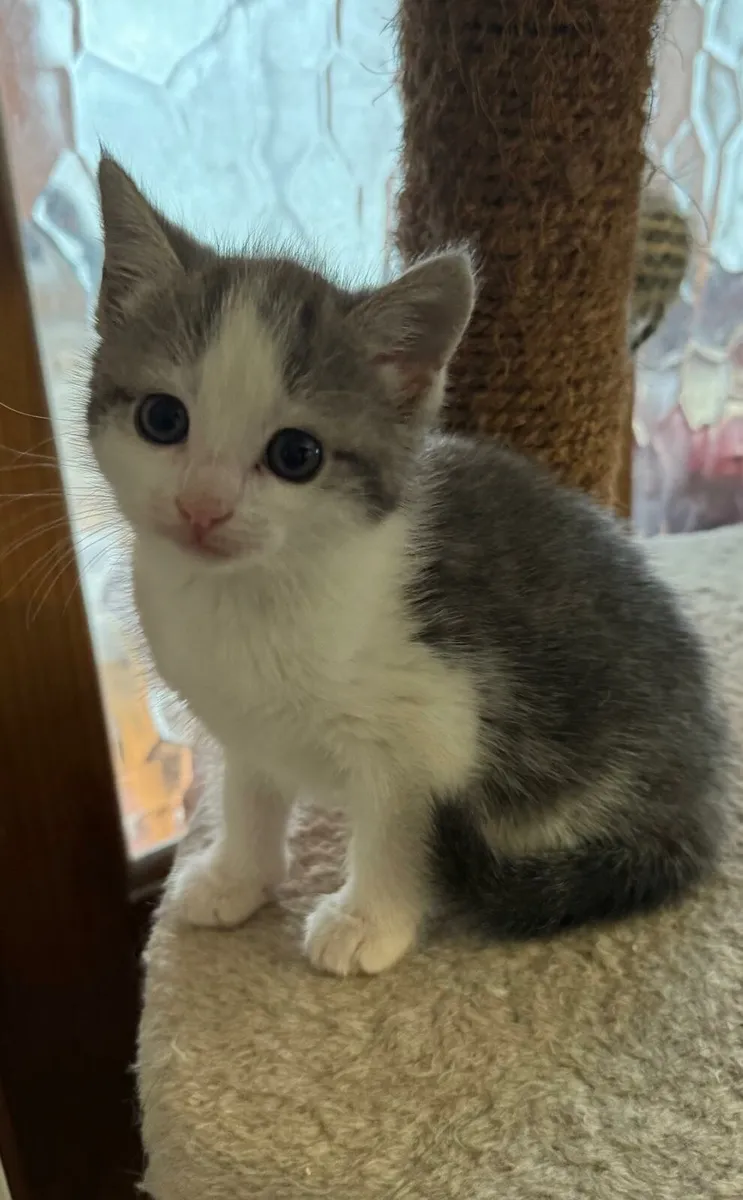 Kitten - Image 2