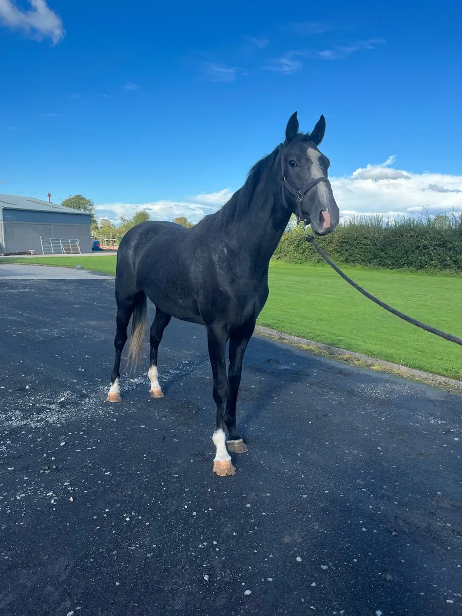 3 YEAR OLD LOUGHEHOE GUY FILLY - Image 4