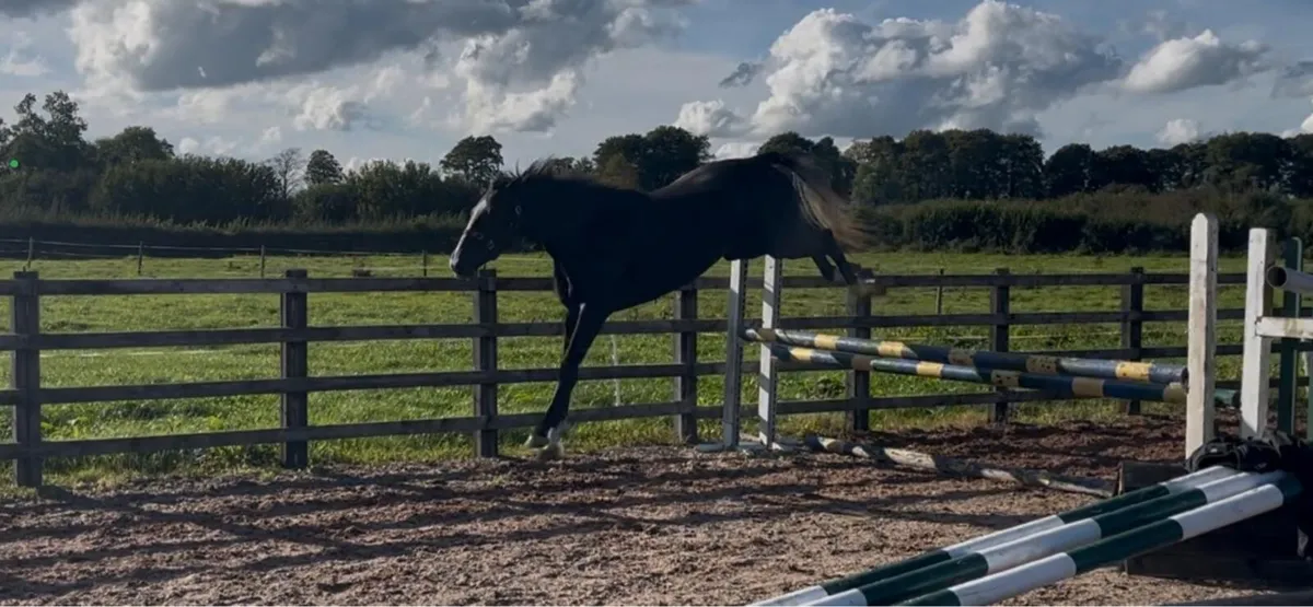 3 YEAR OLD LOUGHEHOE GUY FILLY - Image 3