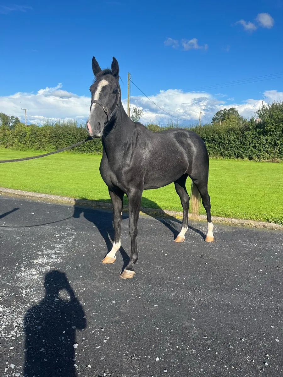 3 YEAR OLD LOUGHEHOE GUY FILLY - Image 1