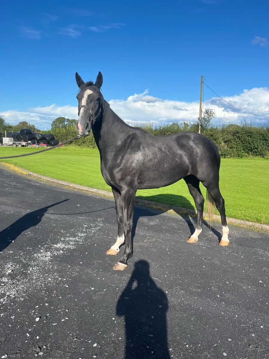 3 YEAR OLD LOUGHEHOE GUY FILLY - Image 2