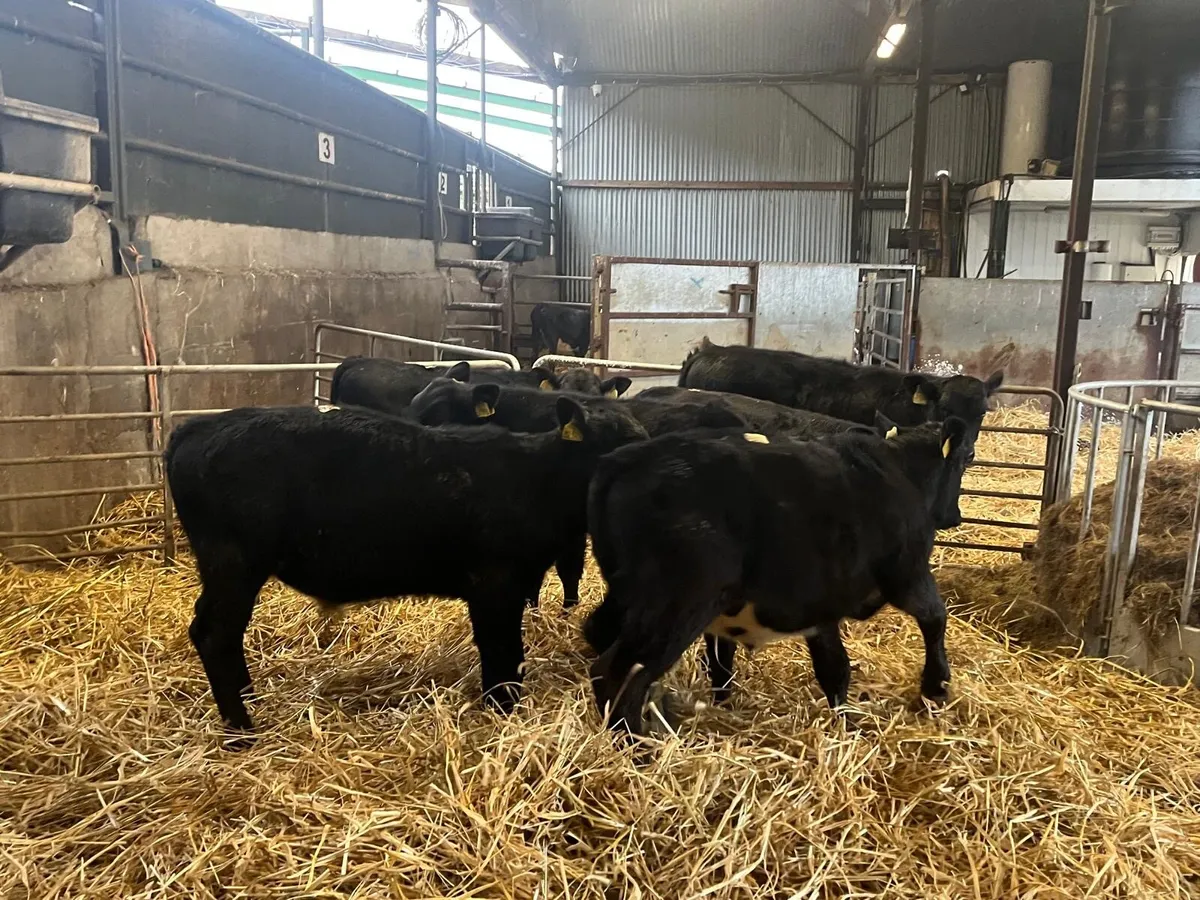 6 super  Angus bull  weanlings - Image 1