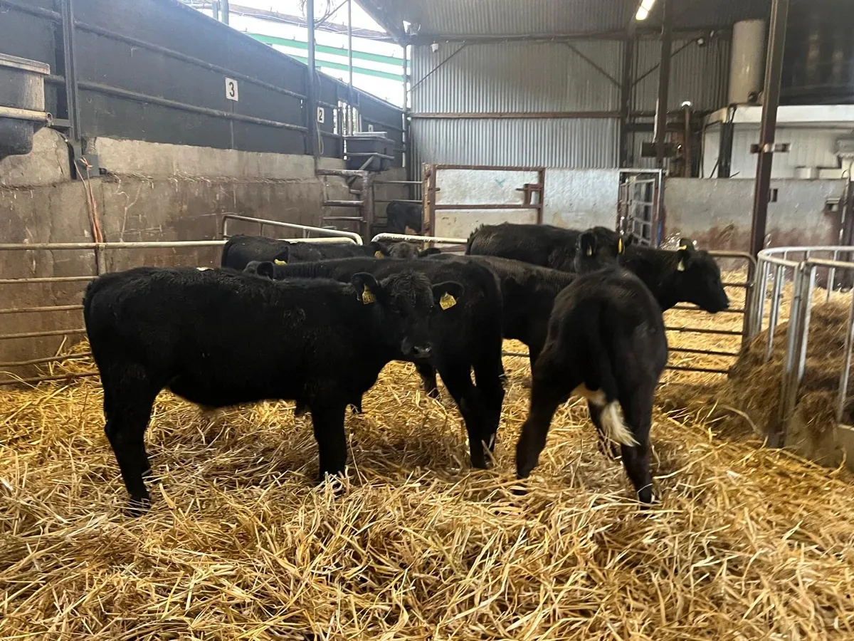 6 super  Angus bull  weanlings - Image 2
