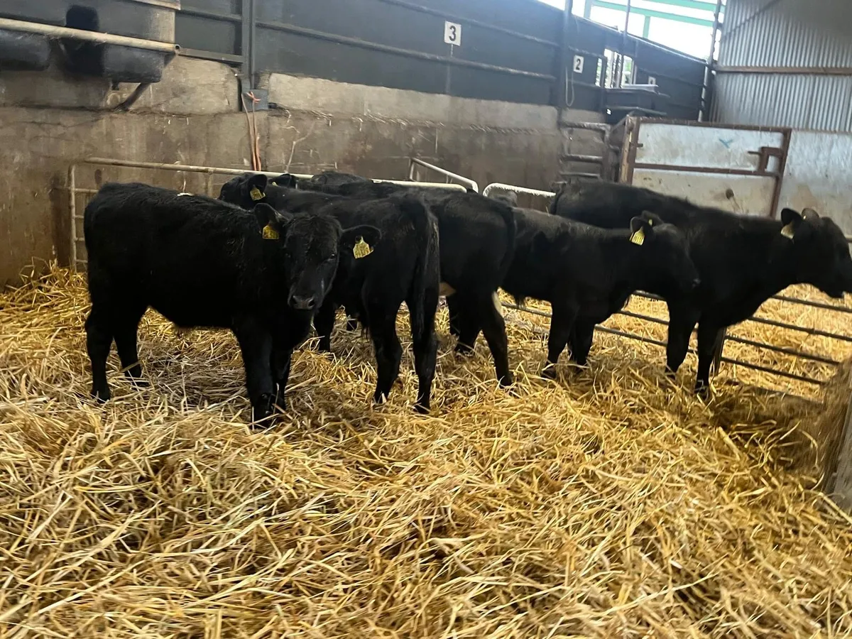 6 super  Angus bull  weanlings - Image 3