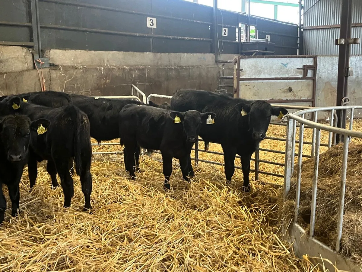 6 super  Angus bull  weanlings - Image 4