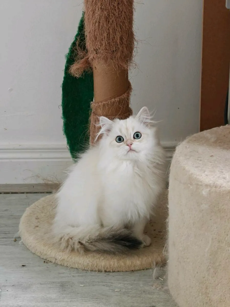 British Longhair kitten - Image 1
