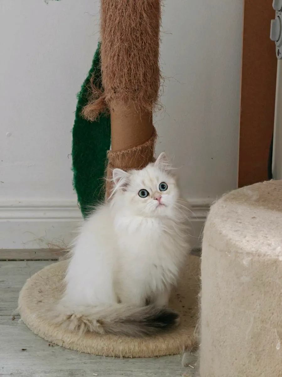 British Longhair kitten - Image 2