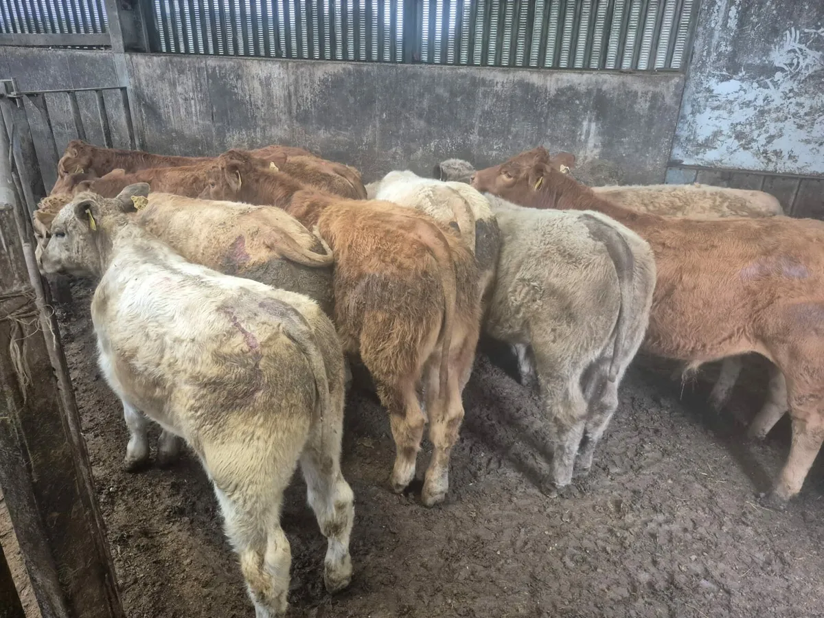 10 Super Bull Weanlings. - Image 1
