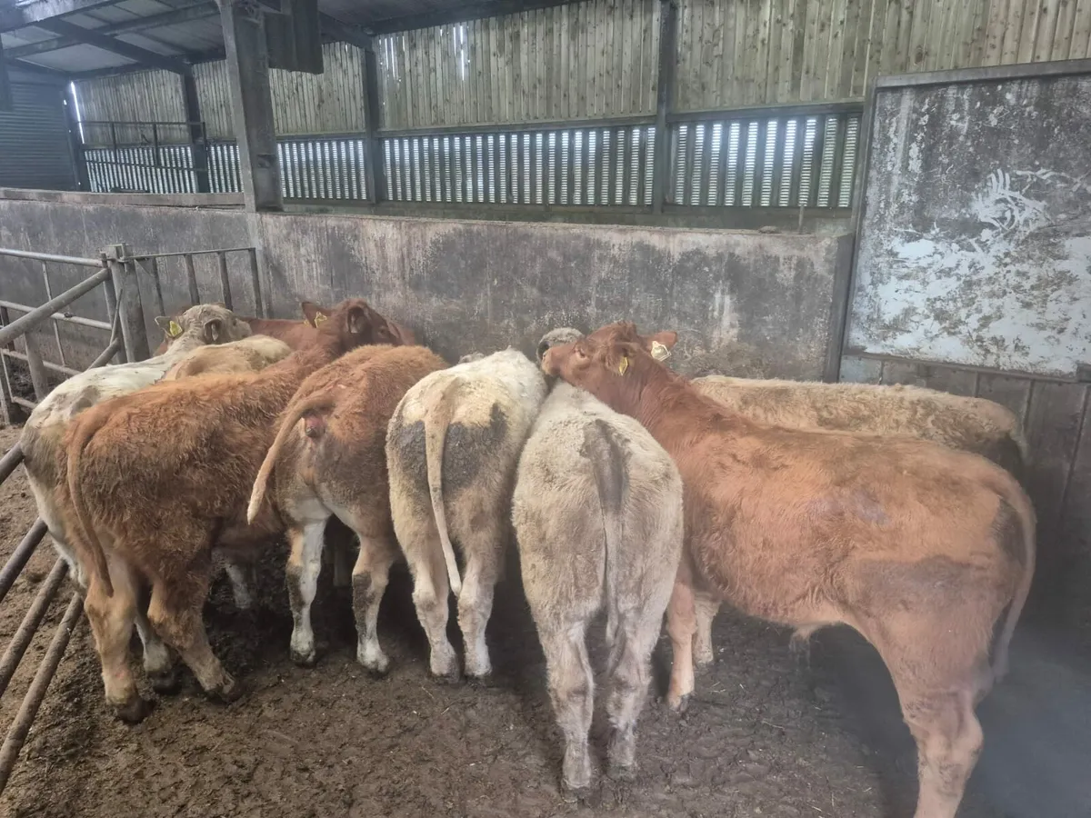 10 Super Bull Weanlings. - Image 2