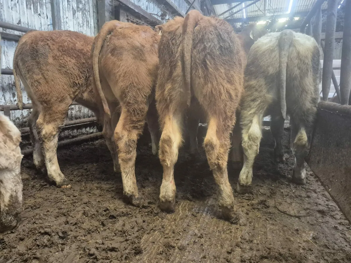 10 Super Bull Weanlings. - Image 3
