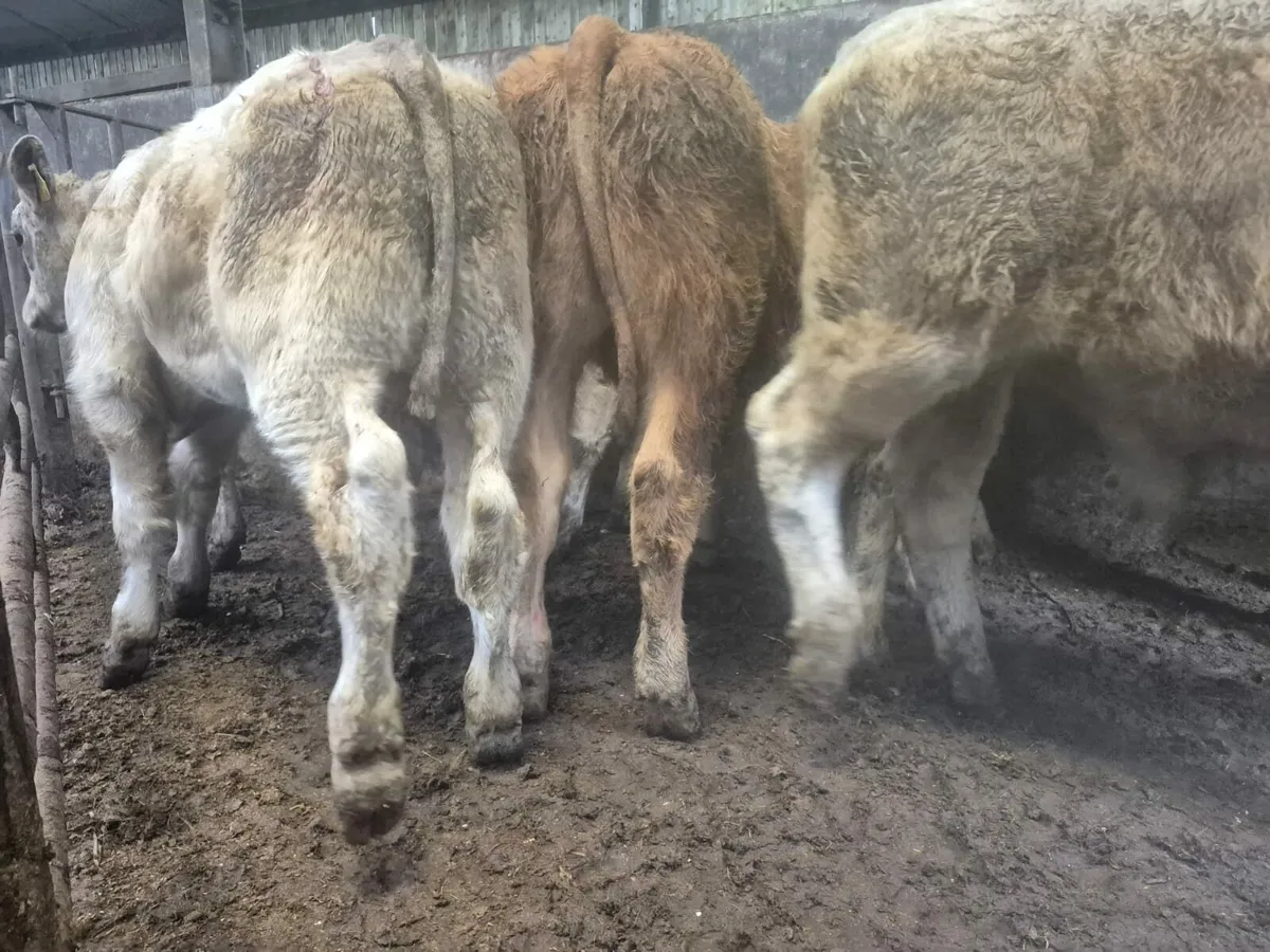 10 Super Bull Weanlings. - Image 4